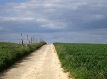 Tocht Te voet Geldenaken - Promenade de Bon Secours - Photo