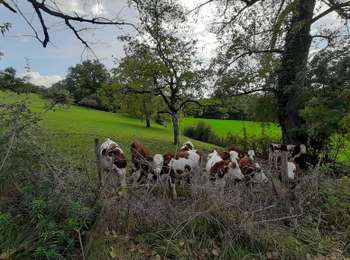 Trail Horseback riding Alby-sur-Chéran - Promenade des Pommiers  - Photo