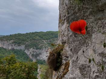 Trail Walking Saint-Antonin-Noble-Val - Saint Antonin Noble Val - côte de Ouf et cirque de Baune - Photo