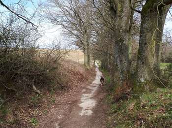 Tocht Stappen Villers-la-Ville - Le Huit du Footvillers - Photo