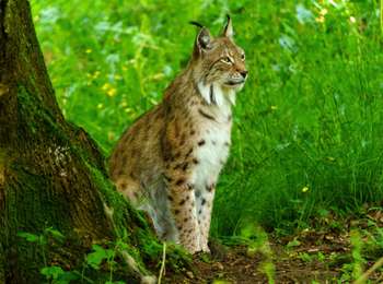 Trail Mountain bike Rochefort - Han-sur-Lesse Circuit VTT bleu - Photo