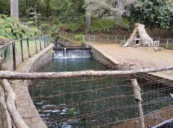 Tocht Stappen Santana - Madère : Caldeirao Verde puis Caldeirao do Inferno - Photo