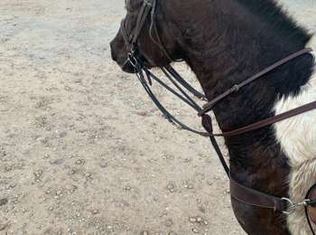 Trail Horseback riding Tallone - Boucle de 30km - Photo