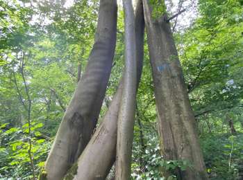 Trail Walking Gerpinnes - Fromiée Belle haie GR129  - Photo