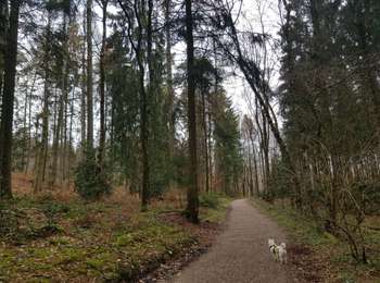 Tocht Stappen Aken - Aix-la-Chapelle  - Photo
