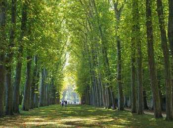 Trail Hybrid bike Versailles - Versailles (Le parc à vélo) - Photo