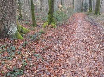 Trail Walking Sorans-lès-Breurey - Sorans les Breurey - Photo