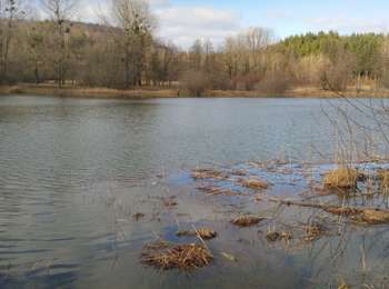 Trail Walking Valzin-en-Petite-Montagne - lac de Viremont  - Photo