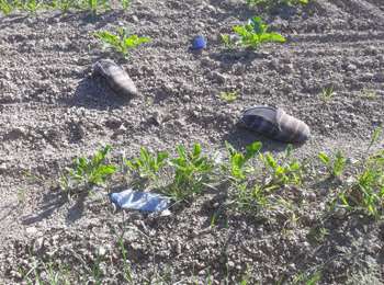 Trail Walking Awans - Othée-Herstappe-Rutten-Hippodrome-Rutten-Othée - Photo