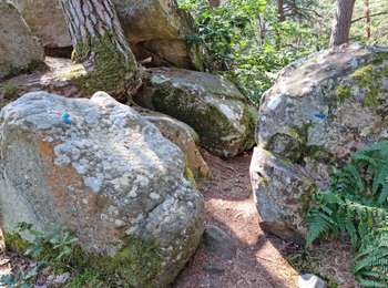 Tour Wandern Fontainebleau - Fontainebleau sentier Denecourt Colinet 4 - Photo