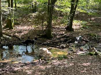 Randonnée Marche Léglise - Bombois mini - Photo