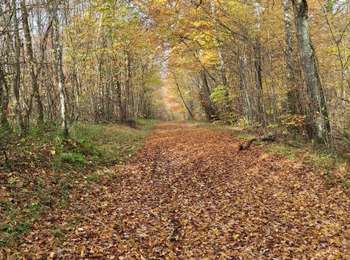 Trail Walking Colméry - 58 Colméry - Photo