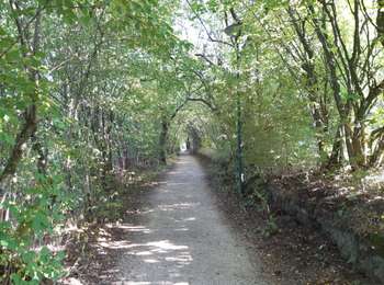 Trail Walking Bütgenbach - butchenbach tour du lac - Photo