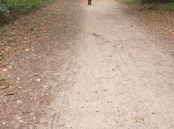 Percorso Marcia Saint-Germain-en-Laye - corra 11km - Photo