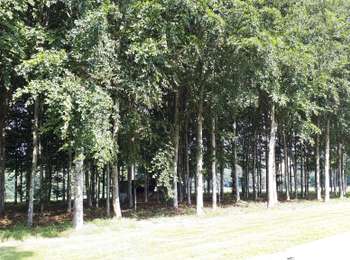 Percorso Marcia Ciney -  Marche ADEPS Conjoux 2020 - 15 km - Photo