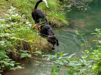 Percorso A piedi Roeser - Old Fleche Bleu Berchem/Bivange - Photo