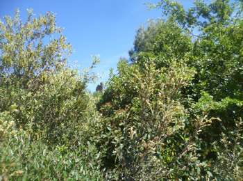 Tour Wandern Fabrezan - VILLEROUGE LA CREMADE - Le Grangeot - Photo