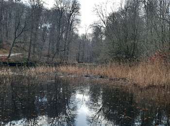 Percorso Marcia Watermael-Boitsfort - Watermaal-Bosvoorde - Forêt de Soignes - Photo