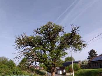 Trail Walking Manage - Marche ADEPS 5km Manage - Scailmont - Photo