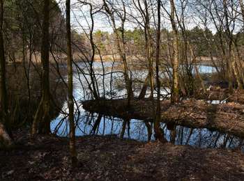 Percorso A piedi Maasmechelen - La Butte aux Bois Paarse trapezium - Photo