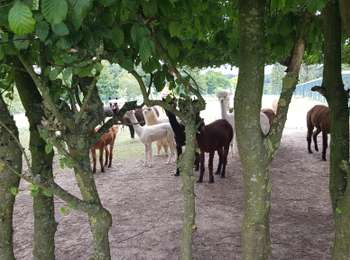 Randonnée Marche Beersel - ALSEMBERG_0722 - Photo