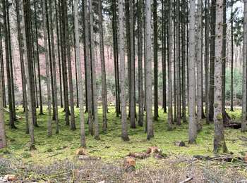 Excursión sport Habscht - Grillplaz  - Photo