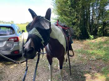 Trail Horseback riding Larnaud - Larnaud-Fontainebrux - Photo