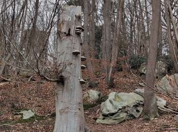 Randonnée Marche Dampierre-en-Yvelines - 260114 Maincourt - Photo