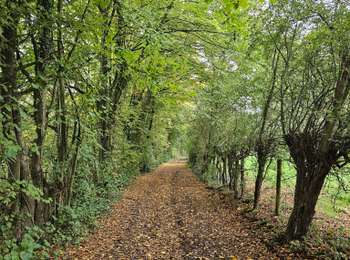 Trail Walking Bassenge - A la découverte d'Eben avec Koda 🐕🥾 - Photo