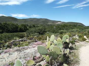 Trail Walking Palasca - Les Agriates - Photo