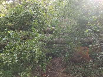 Tour Andere Aktivitäten Rion-des-Landes - le prit, côté bignaou, débroussaillage - Photo