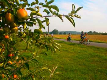 Percorso Mountainbike Herve - Herve : Walk of the apple trees in the land of orchards (32,2 km) - Photo