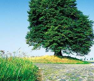 Trail Equestrian Tournai - Loop of Blandain - Photo