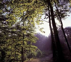 Trail Equestrian Celles - Loop of Celles - Photo