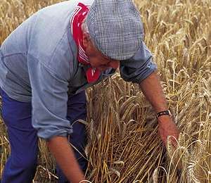 Trail On foot Ellezelles - Balade au pays de Petite Elle - Photo