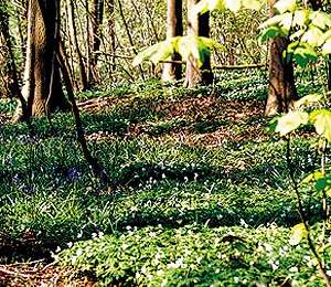Trail On foot Flobecq - Entre La Houppe et Bos Ter Rijst - Photo