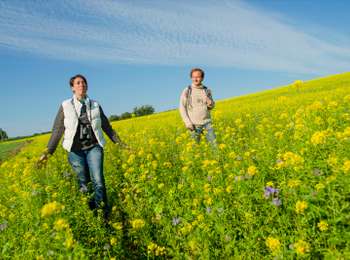 Trail On foot Frasnes-lez-Anvaing - The 