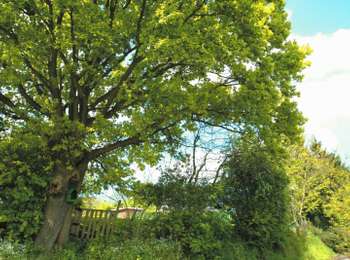 Trail On foot Ath - Circuit of mysterious trees - Photo