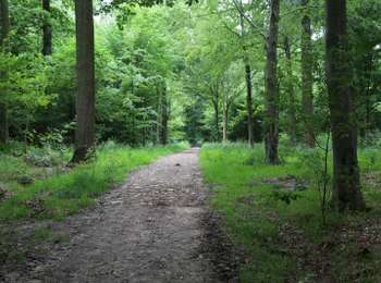 Trail On foot Lessines - Bois-de-Lessines walk - Photo