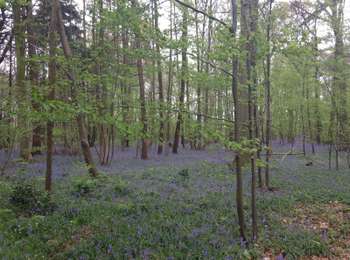 Trail On foot Silly - The Saint Marcoult Scrubland Walking Tour - Photo