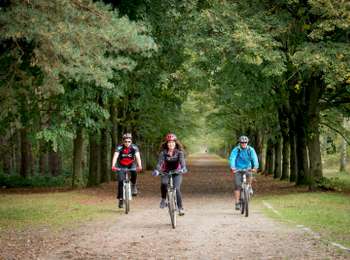 Trail Mountain bike Belœil - Forest circuit of Beloeil - Photo