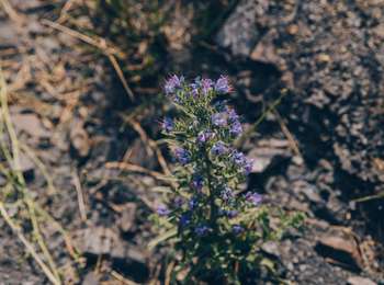 Trail On foot Charleroi - Saint-Charles slag heap walking tour - Photo