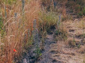 Trail On foot Charleroi - Walking tour of the slag heaps between iron, coal and water - Photo