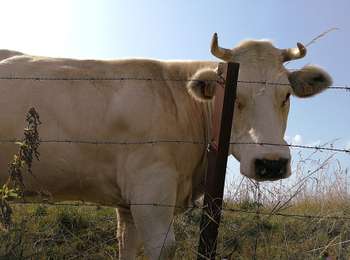 Trail On foot Aiseau-Presles - Walk in Roselies - Photo