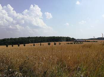 Trail On foot Aiseau-Presles - Walk in Pont-de-Loup - Photo