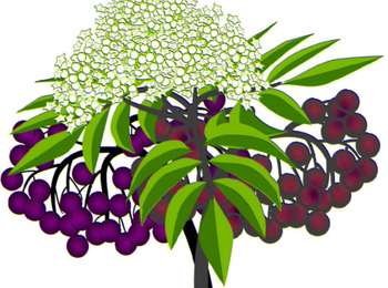 Excursión Bici de montaña Welkenraedt - Aubel : Elderberry walk in the land of orchards (34 km loop) - Photo