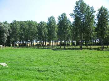 Trail On foot Geer - Promenade des Peupliers - Photo