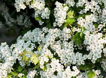 Trail On foot Faimes - Détours par les aubépines - Photo