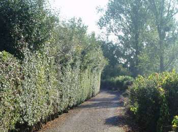 Trail On foot Donceel - Promenade de la Brigade - Photo