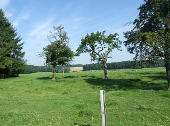 Percorso Cavallo Ouffet - Ouffet - Balade de Béemont - Photo